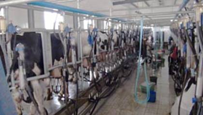 現代化的擠奶車間